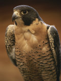 Retrato de halcón peregrino (Falco peregrinus) Lámina fotográfica por Michael Melford Retrato de halcón peregrino (Falco peregrinus) Lámina fotográfica por Michael Melford
