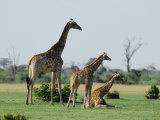 A Group of Giraffes Resting in Chobe National Park Photographic Print by Beverly Joubert
