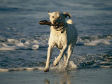 A Labrador Retriever Runs Along the Shoreline with a Stick in its Mouth Photographic Print by Roy Toft