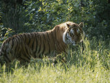 A Tiger in the Grass Fotografisk tryk af Dr. Maurice G. Hornocker A Tiger in the Grass Fotografisk tryk af Dr. Maurice G. Hornocker