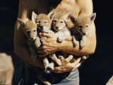 A Man Holds an Armful of Young Coyotes Photographic Print by Walter Meayers Edwards