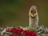 An Arctic Ground Squirrel (Spemophilus Parryii) on a Bed of Kinickinik Vegetation Photographic Print by Paul Nicklen