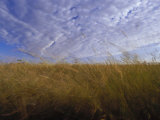 A Grassland Scene in Victoria Photographic Print by Jason Edwards