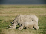Black rhinoceroses in the grasslands of Ngorongoro Crater Lámina fotográfica por Beverly Joubert Black rhinoceroses in the grasslands of Ngorongoro Crater Lámina fotográfica por Beverly Joubert