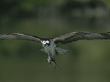 An Osprey in Flight with a Catch in its Talons Photographic Print by Roy Toft