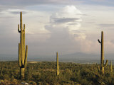 Desert Scene with Saguaro Cacti Near Tucson Photographic Print by Walter Meayers Edwards