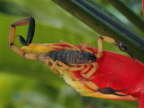 A Scorpion, Native to Costa Rica, Perched on a Red Leaf Photographic Print by Roy Toft