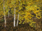 Birch trees along the Mackenzie River Lámina fotográfica por Raymond Gehman