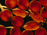 Red Salmon Fish Eggs in Different Stages of Development Photographic Print by Paul Nicklen