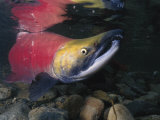 A Red Salmon Fish Photographic Print by Paul Nicklen