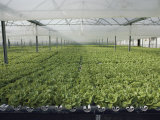 Hydroponic Lettuce is Grown in an Acre of Greenhouse Troughs Photographic Print by Joseph H. Bailey