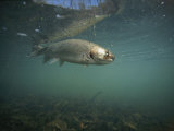A Rainbow Trout Tries to Spit out a Fly Underwater in Dogwood Canyon Photographic Print by Stephen Alvarez