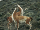 A Pair of Guanacos Strike a Dance-Like Pose Photographic Print by Skip Brown