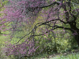 View of a Blooming Redbud Tree Photographic Print by Darlyne A. Murawski