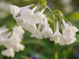 Close View of Bluebell Flowers Photographic Print by Stephen Alvarez