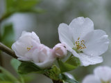 Close View of a Cluster of Cherry Blossoms in Rock Creek Park Photographic Print by Taylor S. Kennedy