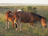 Chincoteague mare with foal Lámina fotográfica por Al Petteway Chincoteague mare with foal Lámina fotográfica por Al Petteway
