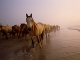 A Group of Chincoteague Ponies Walk Along the Shoreline Photographic Print by Medford Taylor