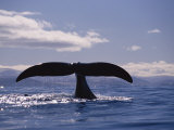 A Bowhead Whale, Also Known as a Greenland Right Whale, Has its Tail Above the Waters Surface Photographic Print by Paul Nicklen