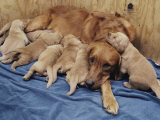 Chiots golden retriever âgés de seize jours, près de leur mère Photographie par Joseph H. Bailey