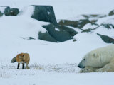 A Red Fox and a Polar Bear Eye Each Other Cautiously on the Hudson Bay Coast Photographic Print by Norbert Rosing