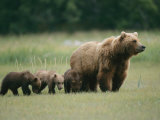 An Alaskan Brown Bear Leads Her Three Cubs Photographie par Roy Toft