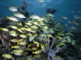 French Grunts and Silvery Snappers with Yellow Tails Circle Around Coral Photographic Print by Nick Caloyianis