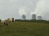 Cows graze near a nuclear power plant Stampa fotografica di Karen Kasmauski Cows graze near a nuclear power plant Stampa fotografica di Karen Kasmauski