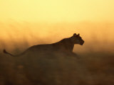 Silhouetted Lioness Running at Twilight Photographic Print by Beverly Joubert