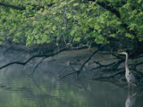 Great Blue Heron Photographic Print by Robert Madden