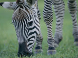 Close View of a Grants Zebra Grazing Photographic Print by Joel Sartore