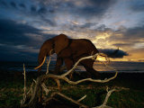 An African Elephant (Loxodonta Africana) Walking Along the Beach Photographic Print by Michael Nichols