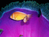 Pink Anemonefish Swim Near the Stinging Tentacles of a Magnificent Sea Anemone Fotografie-Druck von Wolcott Henry