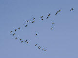 Forming a Huge V, Canada Geese Migrate South Photographie par Joseph H. Bailey