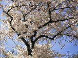 Cherry Trees Blooming in Spring in the Nations Capital Photographic Print by Medford Taylor