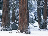 Redwood Trees Dusted with Snow in Yosemite National Park Photographic Print by Marc Moritsch