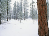 A View of a Snow-Covered Ponderosa Pine Forest Fotoprint van Rich Reid