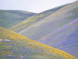 California Poppies, Lupines, and Goldfield Cover Gentle Hillsides Photographic Print by Rich Reid