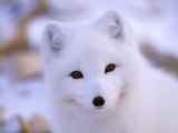 A Portrait of an Arctic Fox Photographic Print by Paul Nicklen