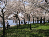 Tourists Enjoy Blooming Cherry Trees in the Nations Capital Photographic Print by Medford Taylor