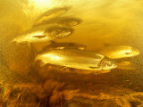 An Underwater Photograph of Atlantic Salmon Photographie par Bill Curtsinger