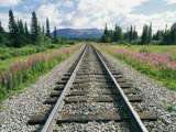 Alaska Railroad Tracks Lined on Either Side by Pink Fireweed Photographie par Rich Reid