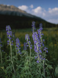 Close View of a Larkspur Flower, Delphinium Species Photographic Print by Raymond Gehman