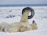 A Polar Bear Plays with an Old Tire Photographic Print by Norbert Rosing