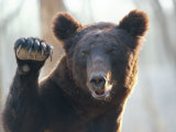 A Bear Waves at the Camera Photographic Print by Raymond Gehman