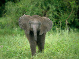 African Elephant in a Grassland Habitat Photographic Print by Beverly Joubert