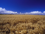 A Wheat Field at Bool Lagoon Photographic Print by Jason Edwards