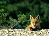 Red Fox (Vulpes Vulpes) Juvenile, Boreal Forest, Manitoba, Canada Photographic Print by Norbert Rosing