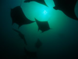 Manta Rays (Manta Birostris) Photographic Print by Heather Perry