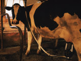 Dairy Cow Being Milked Photographie par Dick Durrance